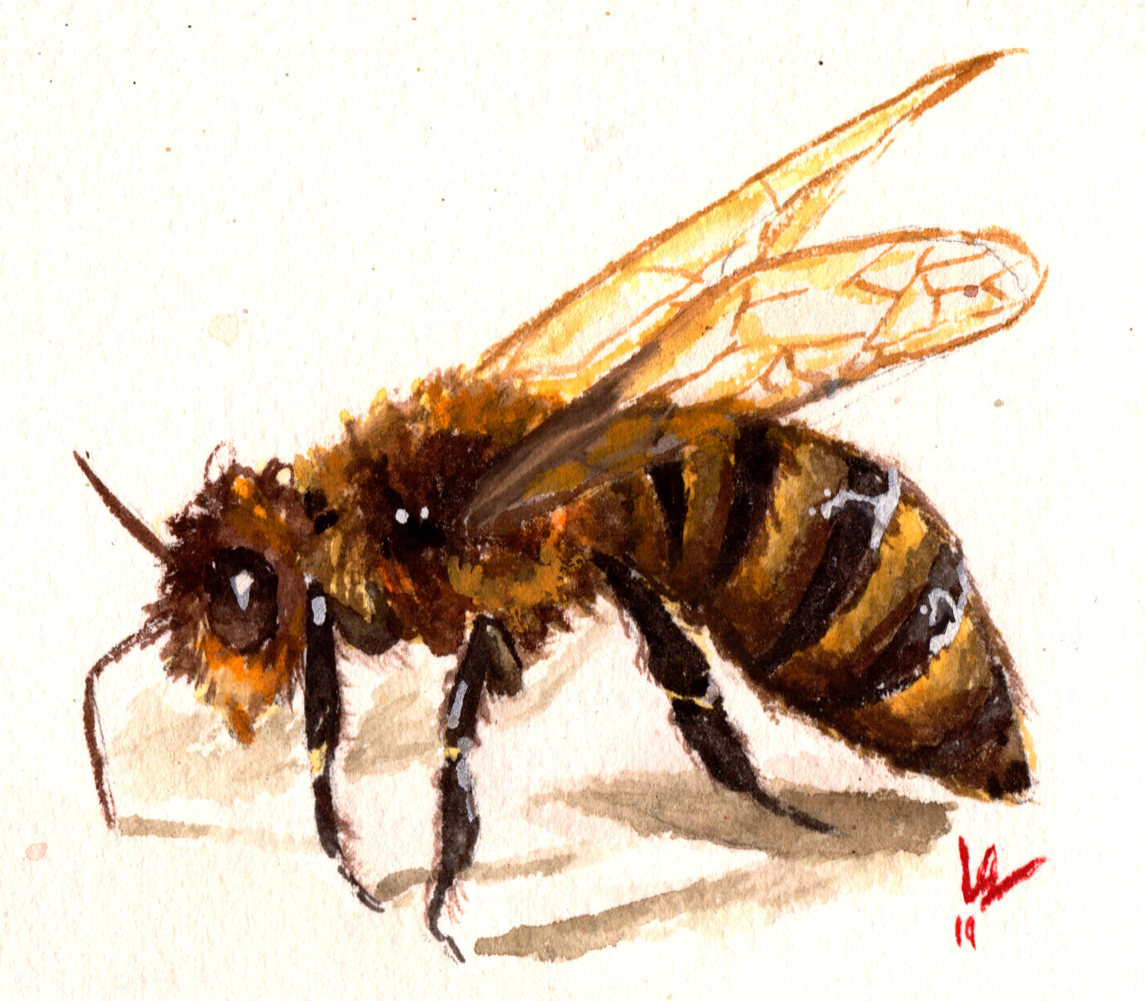 Gouache painting of a bee